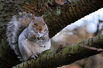 Grey Squirrel (Sciurus carolinensis) feeding on remains of a chocolate bar. Glasgow, Scotland, November.