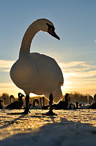 Mute Swan (Cygnus olor) standing on ice at sunrise. Glasgow, Scotland, December.