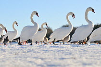 Mute Swan (Cygnus olor) group walking on ice at sunrise. Glasgow, Scotland, December.