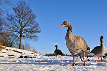 Greylag Goose (Anser anser) standing on frozen loch. Glasgow, Scotland, December.