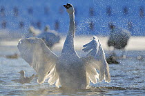 Mute Swan (Cygnus olor) stretching wings on water. Glasgow, Scotland, December.