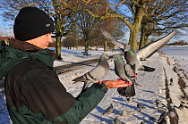 Feral Pigeons (Columba livia) feeding out of a man's hand. Glasgow, Scotland, December.