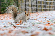 Grey Squirrel (Sciurus carolinensis) in an urban park in winter. Glasgow, Scotland, December.