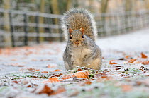 Grey Squirrel (Sciurus carolinensis) in urban park in winter. Glasgow, Scotland, December.