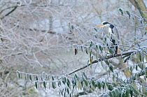 Grey Heron (Ardea cinerea) perched in a frosty tree. Glasgow, Scotland, December.