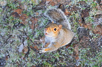 Grey Squirrel (Sciurus carolinensis) on frosty ground. Glasgow, Scotland, December.