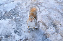 Grey Squirrel (Sciurus carolinensis) on icy ground. Glasgow, Scotland, December.