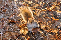 Grey Squirrel (Sciurus carolinensis) portrait on frosty leaves. Glasgow, Scotland, December.