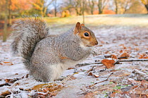 Grey Squirrel (Sciurus carolinensis) on frosty ground in urban park. Glasgow, Scotland, December.