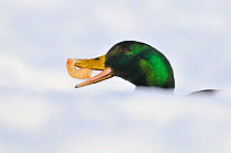 Mallard Duck (Anas platyrhynchos) with bread in snow. Perthshire, Scotland, January.