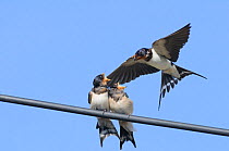 Barn Swallow (Hirundo rustica) feeding begging fledglings perched on wire. Perthshire, Scotland, September.