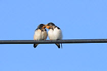 Barn Swallow (Hirundo rustica) fledglings perched on wire. Perthshire, Scotland, September.