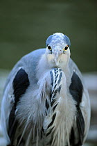 Grey Heron (Ardea cinerea) portrait. Glasgow, Scotland, November.