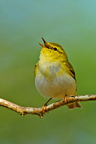 Wood Warbler (Phylloscopus sibilatrix) singing from perch. Wales, April.