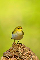 Wood Warbler (Phylloscopus sibilatrix) singing from stump. Wales, April.