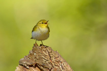 Wood Warbler (Phylloscopus sibilatrix) singing from stump. Wales, April.