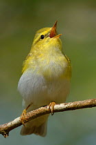 Wood Warbler (Phylloscopus sibilatrix) singing from perch. Wales., April.