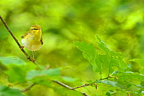 Wood Warbler (Phylloscopus sibilatrix) perched among sessile oak leaves. Wales, May.