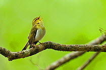 Wood Warbler (Phylloscopus sibilatrix) singing from perch. Wales, May.