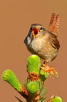 Wren (Troglodytes troglodytes) singing with tail cocked from new pine growth. Wales, May.