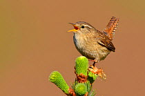 RF- Wren (Troglodytes troglodytes) singing with tail cocked from new pine growth. Wales, May. Did you know? The wren is the UK's most common bird with over 8 million breeding pairs. (This image may be...