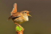 Wren (Troglodytes troglodytes) singing with tail cocked from new pine growth. Wales, May.