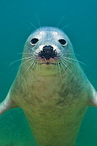 Portrait of a young Grey seal (Halichoerus grypus) Farne Islands, Northumberland, UK, North Sea, July