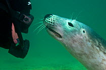 2020VISION videographer Ben Burville befriends a young Grey seal (Halichoerus grypus) Farne Islands, Northumberland, UK, North Sea, July, model released