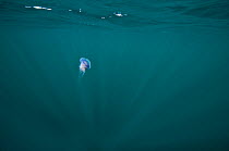 Blue lion's mane jellyfish (Cyanea lamarckii) in sunbeams in the open sea off the Island of Coll, Inner Hebrides, Scotland, UK, North Atlantic Ocean, July