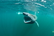 Basking shark (Cetorhinus maximus) feeding on plankton (visible as white dots) concentrated at the surface off the Island of Coll, Inner Hebrides, Scotland, UK, North Atlantic Ocean, June