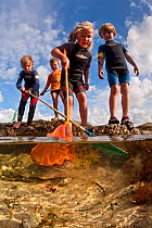 Children enjoying dipping in rockpools at low tide in Falmouth, Cornwall, England, UK, July, all model released