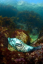 Female Grey seal (Halichoerus grypus) sleeping on her back on seabed on a bed of boulders and seaweeds, Lundy Island, Devon, UK, Bristol Channel, June