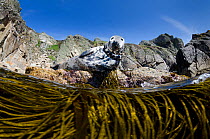 Female Grey seal (Halichoerus grypus) hauled out onto rocks at the base of cliffs, above Thongweed  / Spaghetti seaweed (Himanthalia elongata). This female has some fishing line wrapped around her nec...