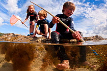 RF- Children enjoying dipping in rockpools at low tide in Falmouth, Cornwall, England, UK, July. Did you know? You are never more than 16 miles from the sea in Cornwall. (This image may be licensed ei...
