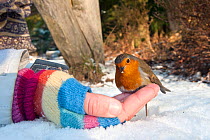 Robin (Erithacus rubecula) taking seeds from hand, New Forest National Park, Hampshire, UK, January, Model released. 2020VISION Book Plate. Did you know? Every Robin has a unique breast pattern - howe...