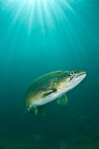 Brown trout (Salmo trutta) swimming through sun beams in a freshwater lake, Capernwray Quarry, Lancashire, UK, July