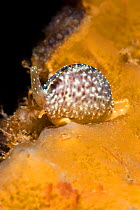 European cowrie (Trivia monacha) crawling over orange sponges searching for its prey of tunicates / seasquirts. Selsey, West Sussex, England, UK, English Channel, May.