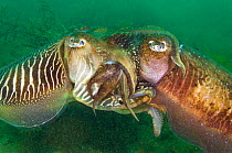 Common cuttlefish (Sepia officinalis) mating pair, male (on the left) transfering sperm to female (right) by wrapping his arms around her face and depositing a sac of his sperm into her spermatheca, a...