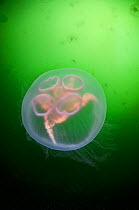 Moon jellyfish (Aurelia aurita) in sea loch, Loch Long, Scotland, UK, April