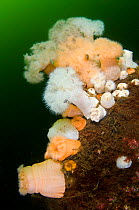 Short plumose anemones (Metridium senile) on wall of a sealoch, this species favours areas of strong current, both white and orange forms, Loch Long, Argyll and Bute, Scotland, UK, June