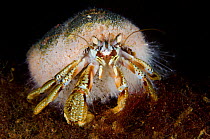 Common hermit crab (Pagurus bernhardus) in a mollusc shell covered in the hydroid (Hydractinia echinata) which lives only on the shells of hermit crabs. Loch Fyne, Argyll and Bute, Scotland, UK, May