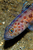 Leopard spotted goby (Thorogobius ephippiatus) on sand on the side of a sea loch, Loch Long, Argyll and Bute, Scotland, UK, June