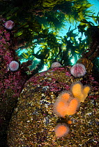 Soft coral Dead man's fingers (Alcyonium digitatum) and Common sea urchins (Echinus esculentus) on boulders beneath a canopy of kelp, Rosehearty, Aberdeen, Scotland, UK, Moray Firth, North Sea, May