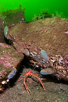 Long-clawed squat lobster (Munida rugosa) near its home beneath boulders, colonised by Tunicates / Seasquirts (Ascidiella aspersa) and other marine life, typical Scottish sea loch habitat, Loch Fyne,...