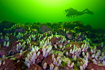 Seasquirts (Ascidiella aspersa) covering seabed in a sea loch with diver above, Loch Fyne, Argyll and Bute, Scotland, UK, April, model released. Did you know? As well as many freshwater lochs, there a...