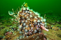 Peacock worms (Sabella pavonina), sealoch anemones (Protanthea simplex) and various brittlestars colonise a boulder on the floor of a Scottish sea loch, Loch Duich, Scotland, UK, June