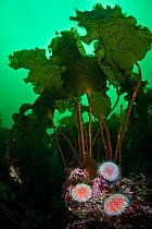 Common sea urchins (Echinus esculentus) beneath a stand of kelp, Shetland Islands, Scotland, UK, North East Atlantic Ocean, April