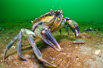 Common shore crab (Carcinus maenas) on sandy bottom of a Scottish sea loch, Loch Long, Argyll and Bute, Scotland, UK, April