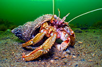 Common hermit crab (Pagurus bernhardus) in mollusc shell covered with the hydroid (Hydractinia echinata), which lives only on the shells of hermit crabs. Loch Long, Scotland, UK, April