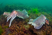 Two pairs of mating Common cuttlefish (Sepia officinalis) the two large males show off their stripy colouration as they protect their females during the mating season, Babbacombe, Devon, UK, English C...